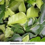 无翼乌漫画之无挡遮 dvd1dq5u