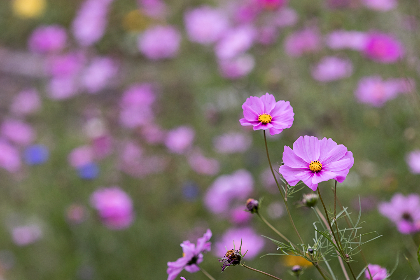 和漂亮搜子居住的日子1