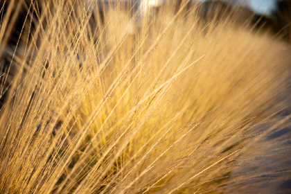 无码黄动漫在线观看