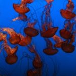 无码片在线 xvwj2